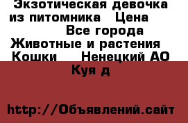 Экзотическая девочка из питомника › Цена ­ 25 000 - Все города Животные и растения » Кошки   . Ненецкий АО,Куя д.
